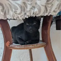 Adopta a Erik