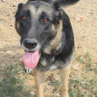 Adopta a Fiona