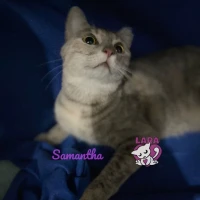 Adopta a Samantha