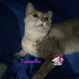 Samantha