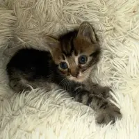 Adopta a Grogu