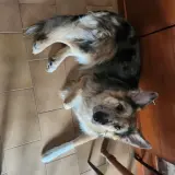 Adopta a Zeus