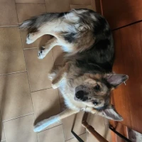 Adopta a Zeus