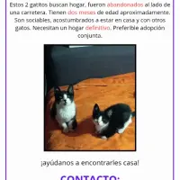 Adopta a 2 Gatitos, Adopción Urgente