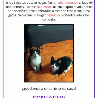 2 Gatitos, Adopción Urgente
