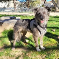 Adopta a Pipa