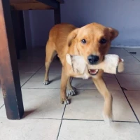 Adopta a Hades