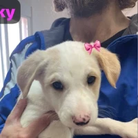 Adopta a Milky