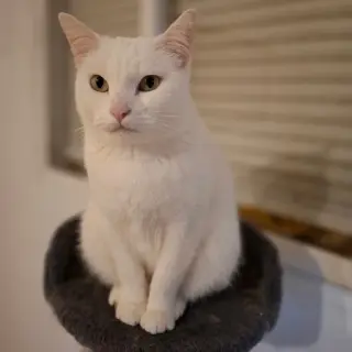 Vainilla Cat