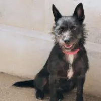 Adopta a Wolf