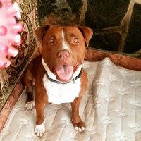 Adopta a Gala