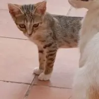 Adopta a Azur