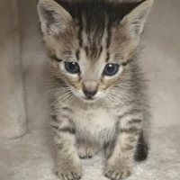 Adopta a Pope