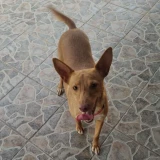 Adopta a Karina