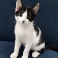 Adopta a Luli