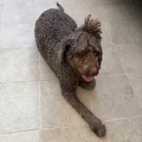 Adopta a Chocolate