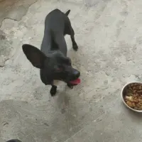 Adopta a Laila