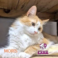 Adopta a Moris