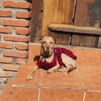 Adopta a Tony