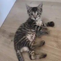 Adopta a Misterflu