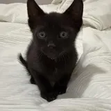 Adopta a Salem