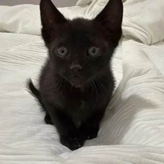 Salem