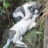 Adopta a Raúl
