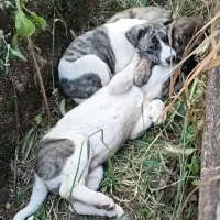 Adopta a Raúl