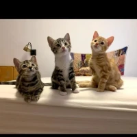 Adopta a Mousse, Trufa Y Naranjito