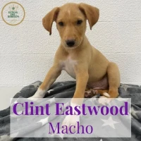 Adopta a Clint Eastwood