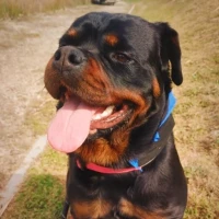 Adopta a Leia