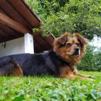 Adopta a Kika