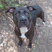 Adopta a Xena