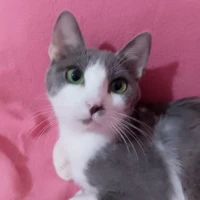 Adopta a Bailarina