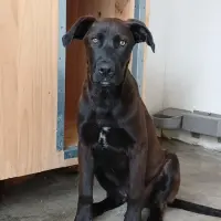 Adopta a Yen