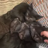 Adopta a Valor, Kit Kat, Moncheri, Lindor, Rocher