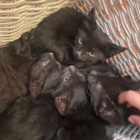 Adopta a Valor, Kit Kat, Moncheri, Lindor, Rocher