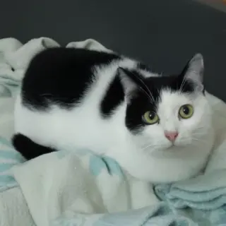 Kalea