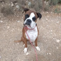 Adopta a Rocky Boxer