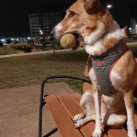 Adopta a Kyra