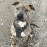 Adopta a Montes