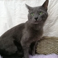 Adopta a Zar