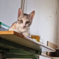 Adopta a Kelly