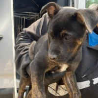 Adopta a Roxi