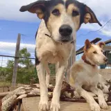 Adopta a Isadora