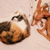 Adopta a Maria
