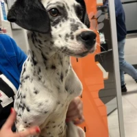 Adopta a Dàlmata