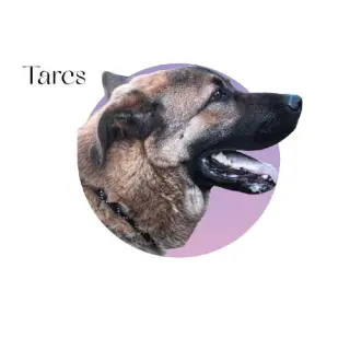 Tares