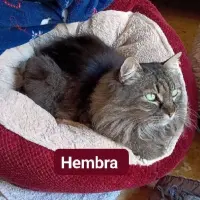 Adopta a Urgente