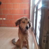 Adopta a Jachy